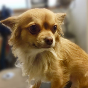 よろしくチワワ