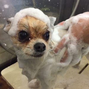 シャンプーミックス