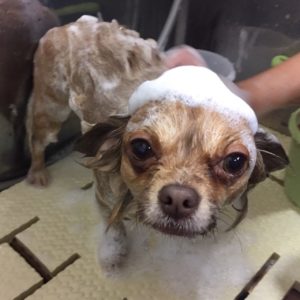 シャンプーチワワ