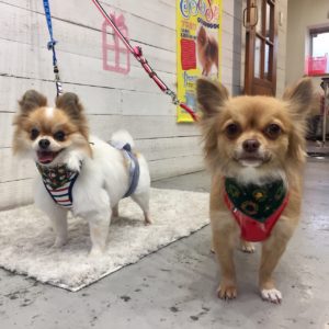 仕上がりミックス&チワワ