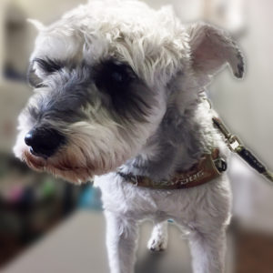 よろしくMシュナ