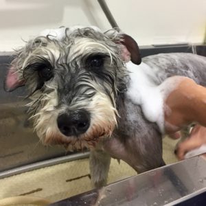 シャンプーMシュナ