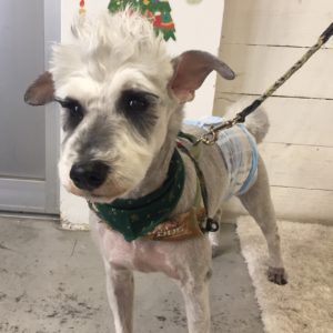 仕上がりMシュナ