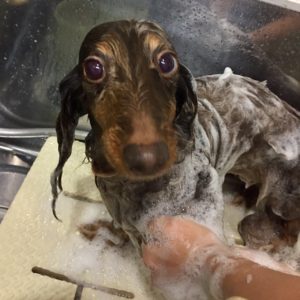 シャンプーダックス