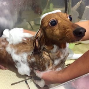 シャンプーダックス