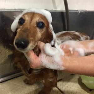 シャンプーダックス