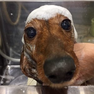 シャンプーダックス