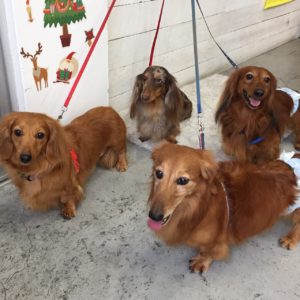 仕上がりダックス