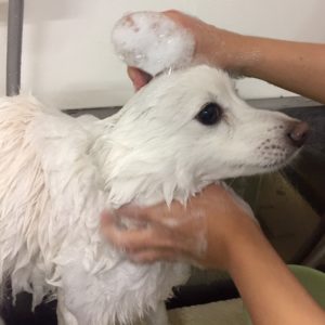 シャンプースピッツ