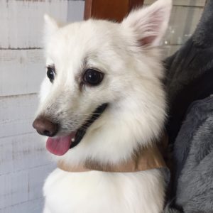 仕上がりスピッツ