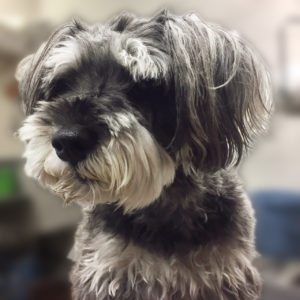 よろしくMシュナ