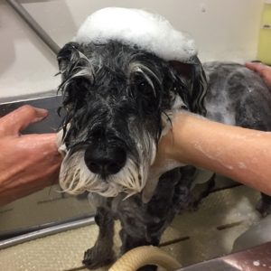 シャンプーMシュナ