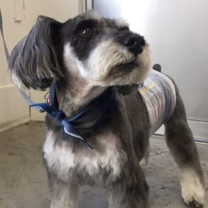 仕上がりMシュナ