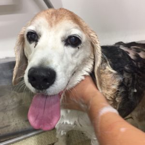 シャンプービーグル