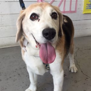 仕上がりビーグル