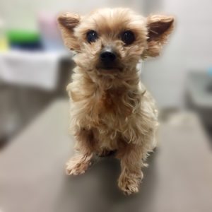 よろしくヨーキー