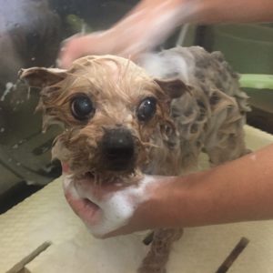 シャンプーヨーキー