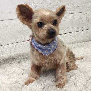 仕上がりヨーキー