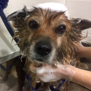 よろしくミックス