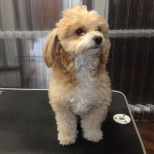 よろしくミックス