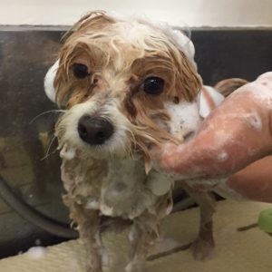 シャンプーミックス