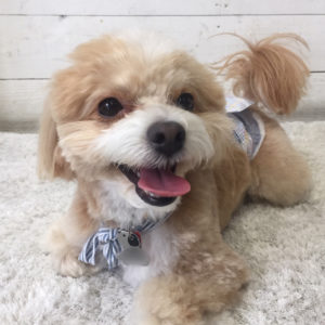 仕上がりミックス