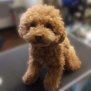 よろしくトイプー