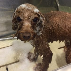 シャンプートイプー