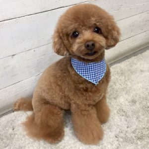 仕上がりトイプー