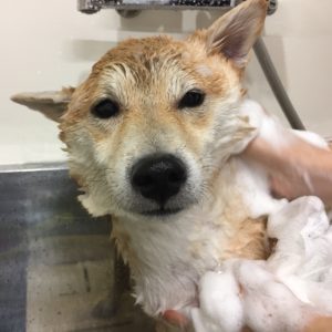 シャンプーしば