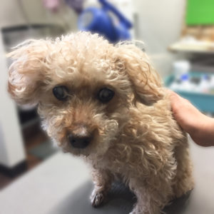 よろしくトイプー