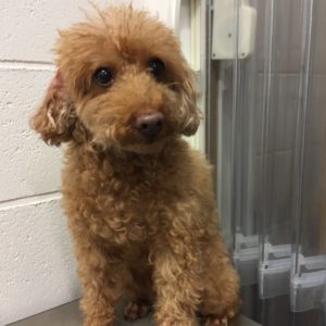 よろしくトイプー