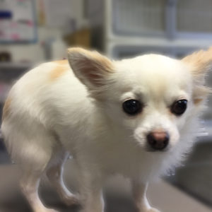 よろしくチワワ