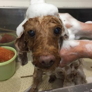 シャンプートイプー