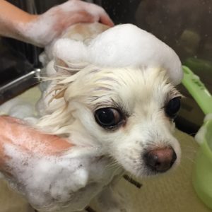 シャンプーチワワ