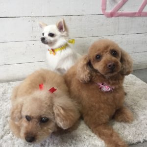 仕上がりトイプー&チワワ
