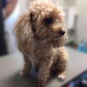 よろしくトイプー