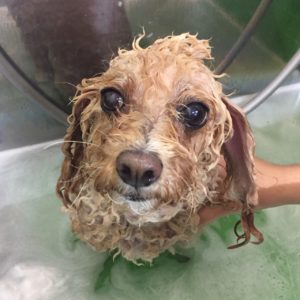 シャンプートイプー