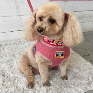 仕上がりトイプー