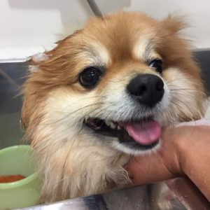 シャンプーポメ