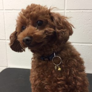 よろしくトイプー