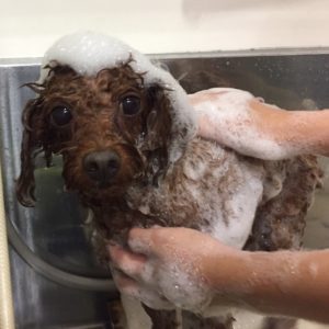 シャンプートイプー