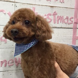 仕上がりトイプー