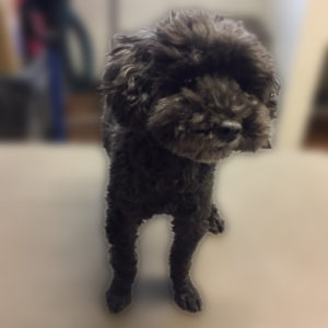 よろしくトイプー