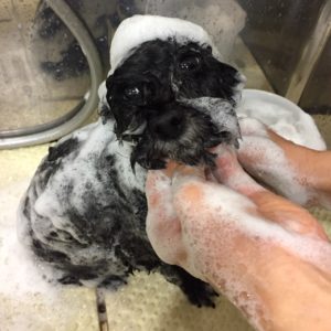 シャンプートイプー