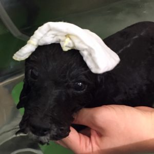 お風呂トイプー