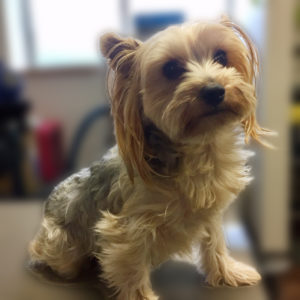 よろしくヨーキー