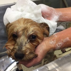 シャンプーヨーキー