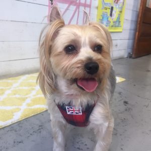 仕上がりヨーキー