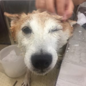 シャンプー豆柴